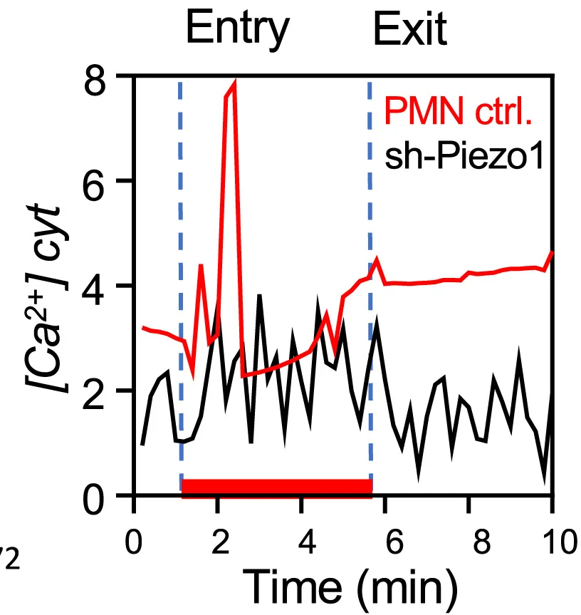 Open access visualization of Line Plot, Fluo4, Calcium, Control, Piezo1 PMNs