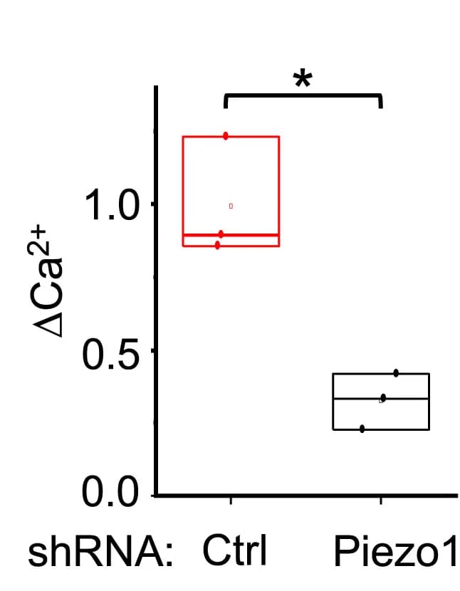 Open access visualization of Box Plot, Calcium, Control, Piezo1 PMNs, Quantification