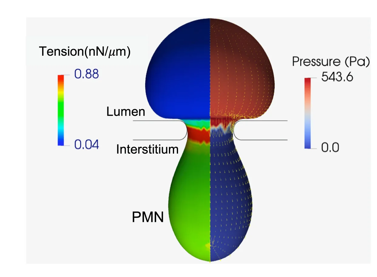 Open access visualization of 3D Plot, Finite Element Simulations, PMNs, Transmigration, Tension