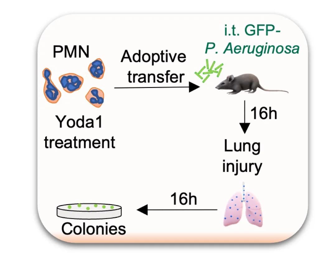 Open access visualization of Workflow, Illustration, Mice, PMNs, Yoda1