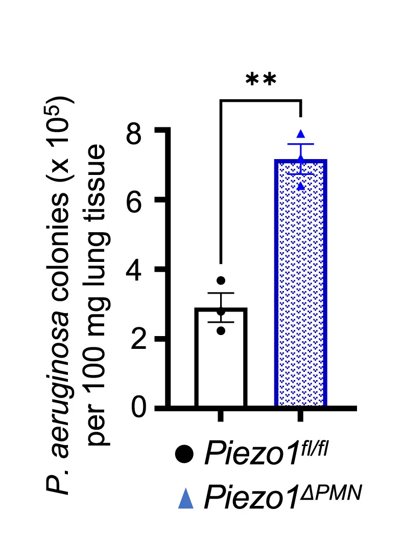 Open access visualization of Bar Plot, Error Bars, Quantification, Mice, Experiments