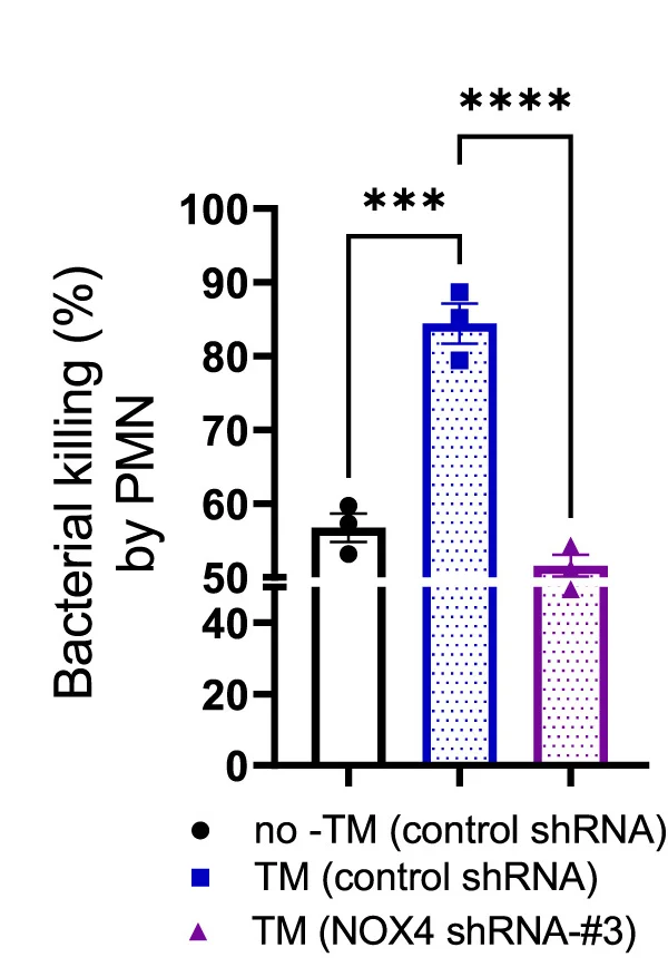Open access visualization of Bar Plot, Error Bars, NOX4, Neutrophils, Bone Marrow