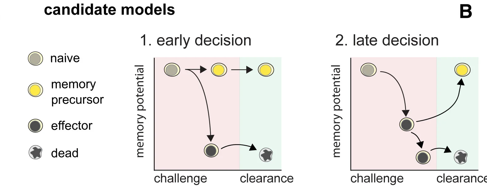 Open access visualization of Line Plot, CD8+T Cell, Memory Generation, Decision-Making Strategies