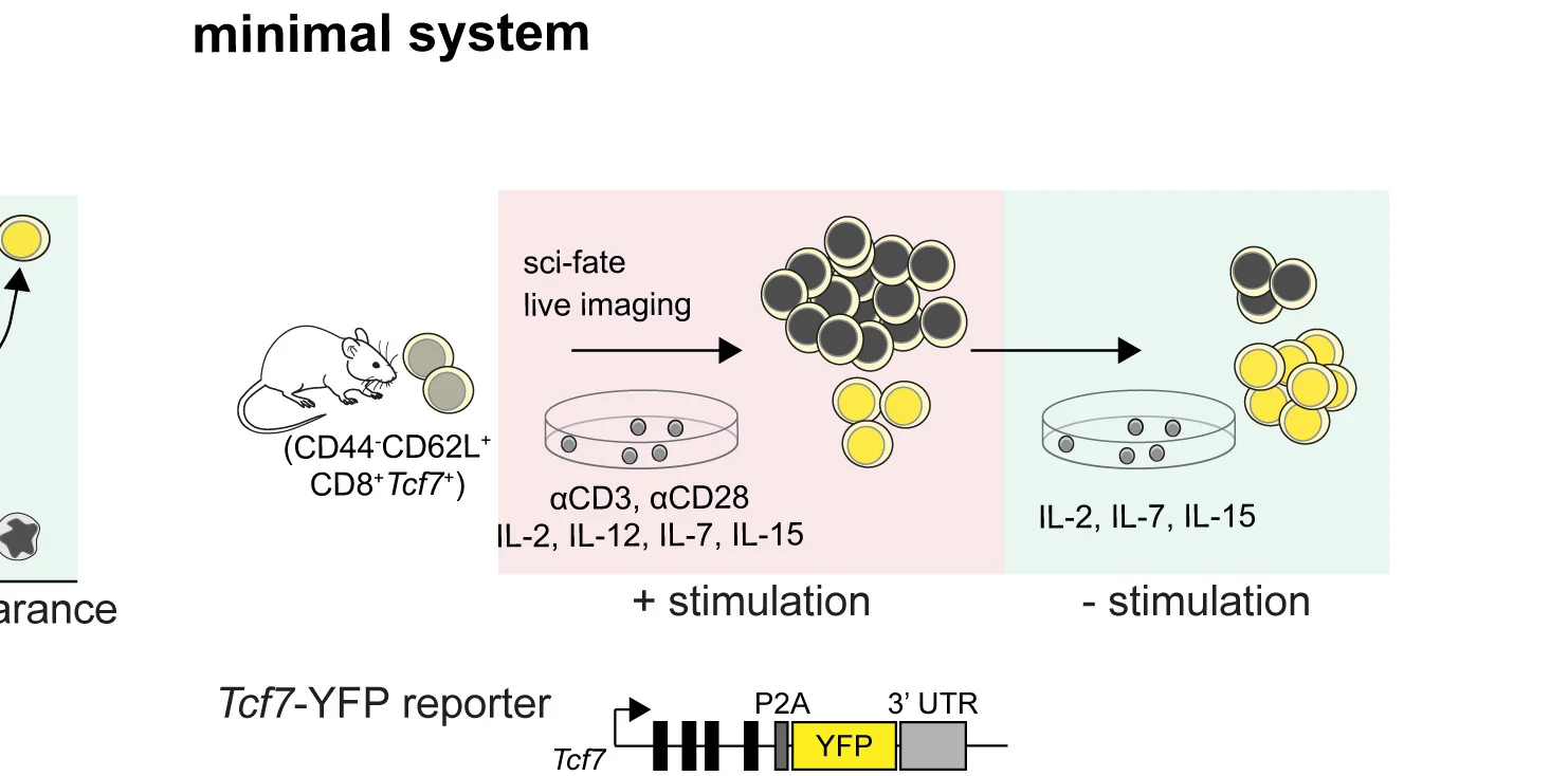 Open access visualization of Workflow, Illustration, Ex Vivo System, Memory, Single-Cell