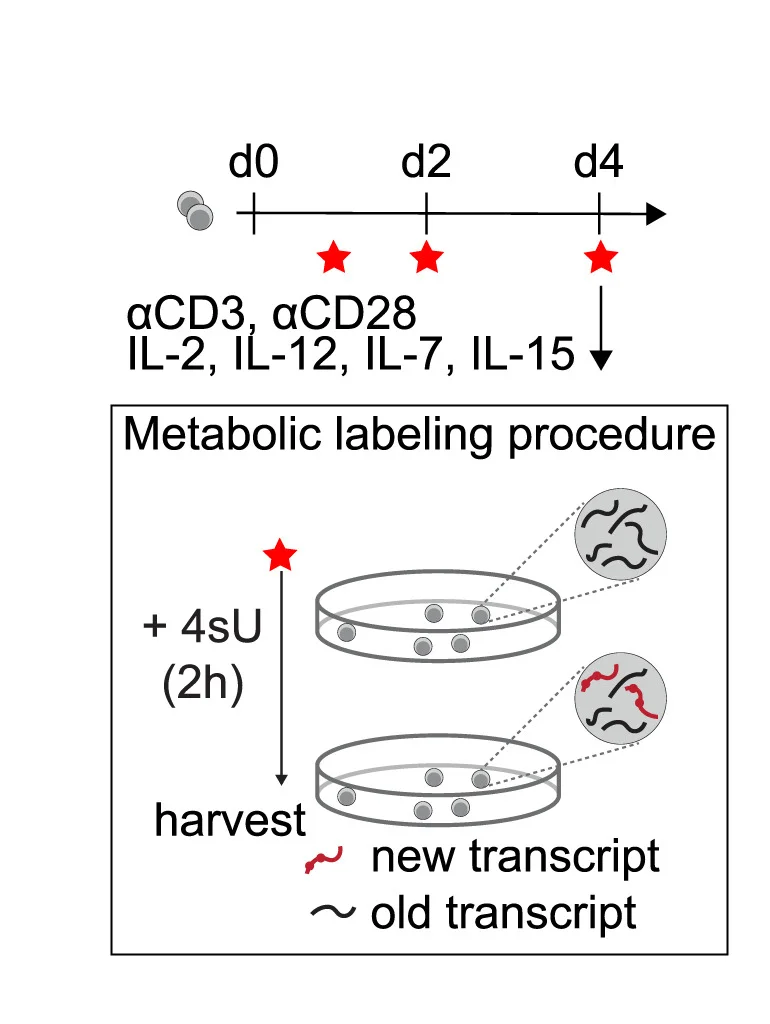 Open access visualization of Workflow, Flowchart, Illustration, Naive CD8+T Cells, Activation