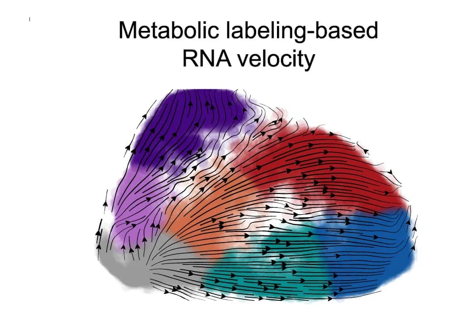 Open access visualization of Illustration, UMAP, Visualization, RNA Velocity, Streamlines