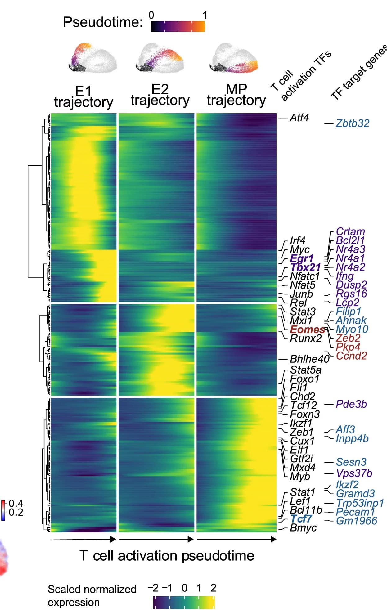 Open access visualization of Heatmap, Clustered, Pseudotime, Differentially Expressed Genes, Trajectories