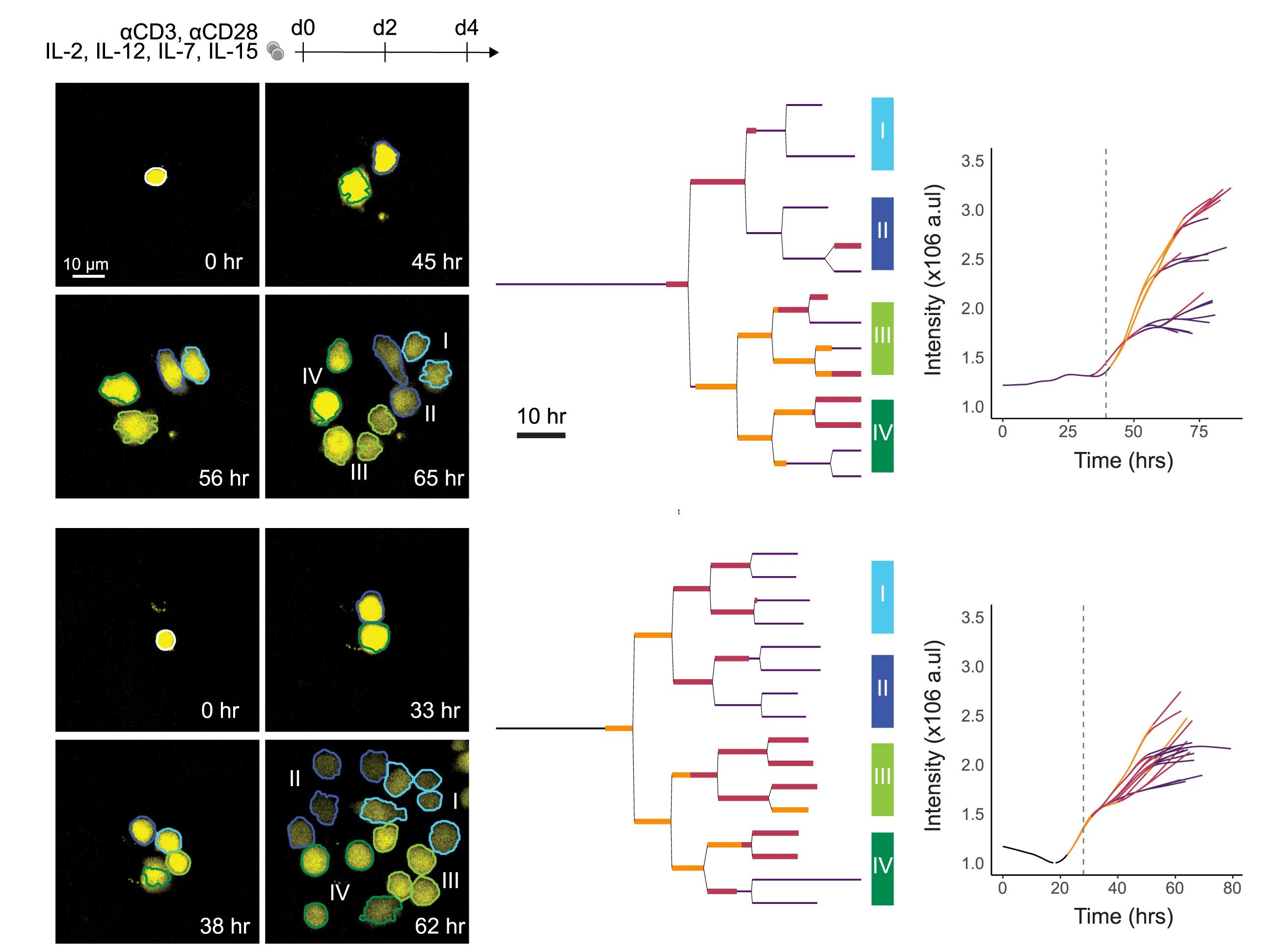 Open access visualization of Microscopy, Line Plot, Workflow, CD8+ T Cells, Cell Activation
