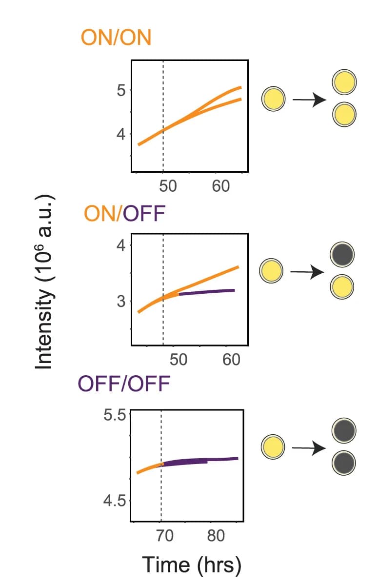 Open access visualization of Line Plot, Illustration, Cell Division, Tcf7 Promoter, Cell Daughters