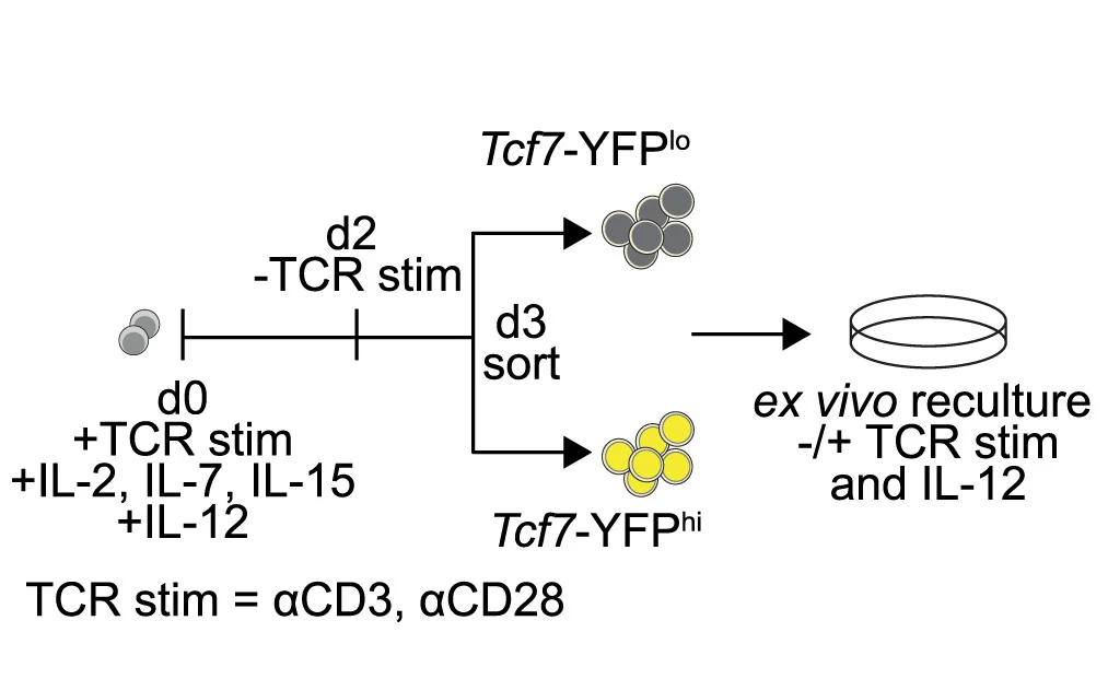 Open access visualization of Workflow, Flowchart, Illustration, Naive Cells, Tcf7-YFP Mice