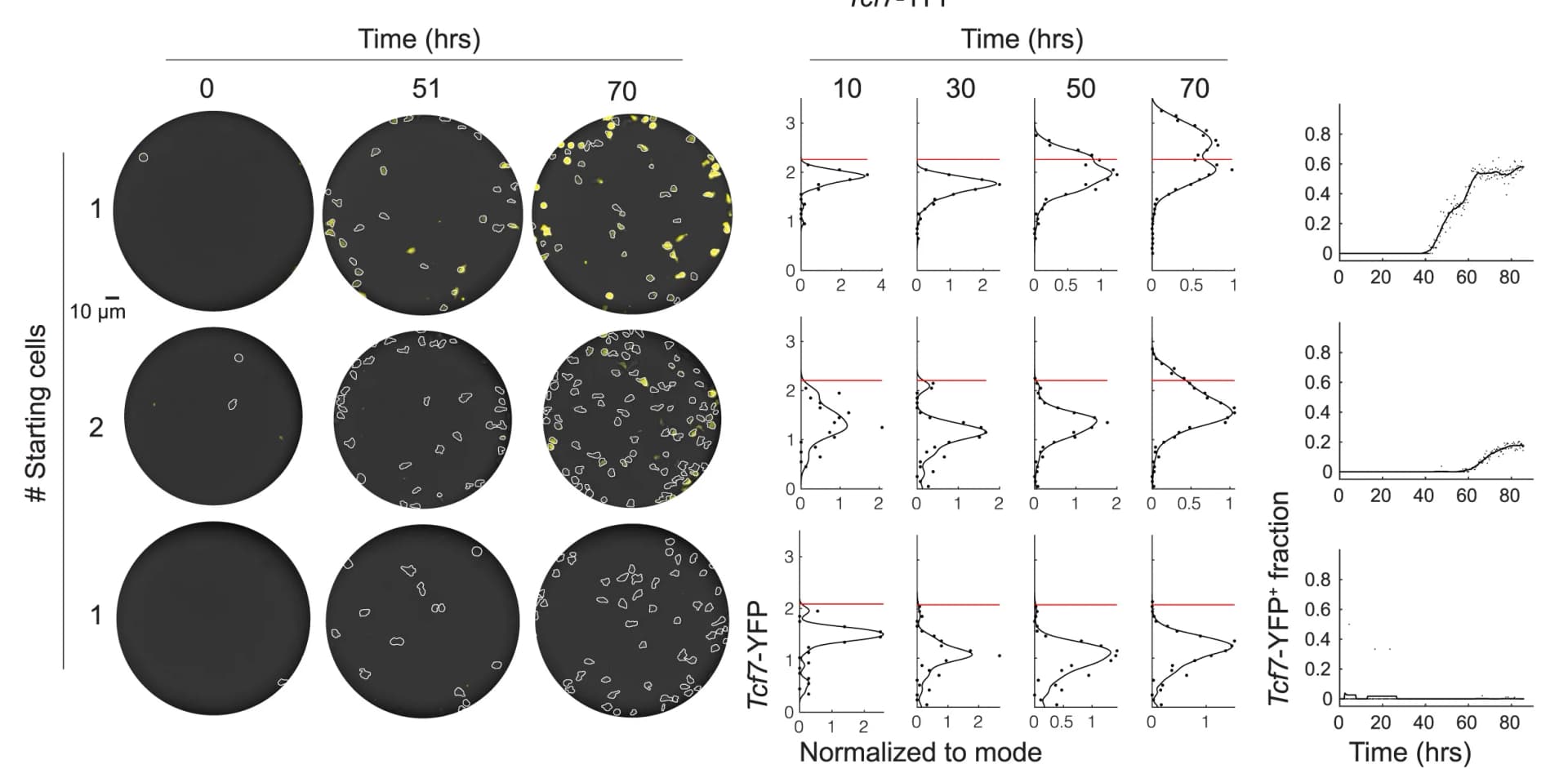 Open access visualization of Microscopy, Density Plot, Line Plot, Microwells, Tcf7-YFPlo Cells