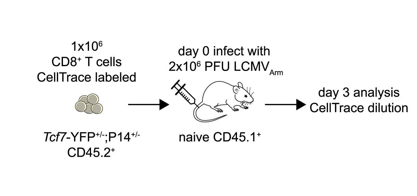Open access visualization of Workflow, Illustration, Tcf7-YFPxP14 Cells, CellTrace Violet, Naive Mice