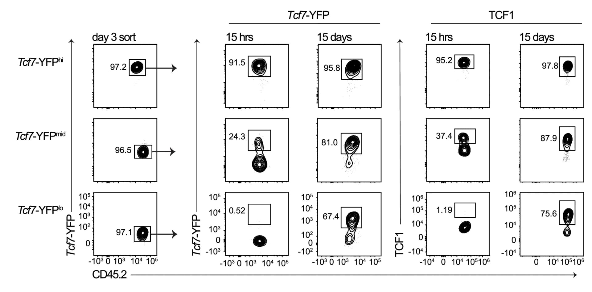 Open access visualization of Scatter Plot, Tcf7-YFP, TCF1, P14 CD8+ T Cell Subsets, Recipient Mice