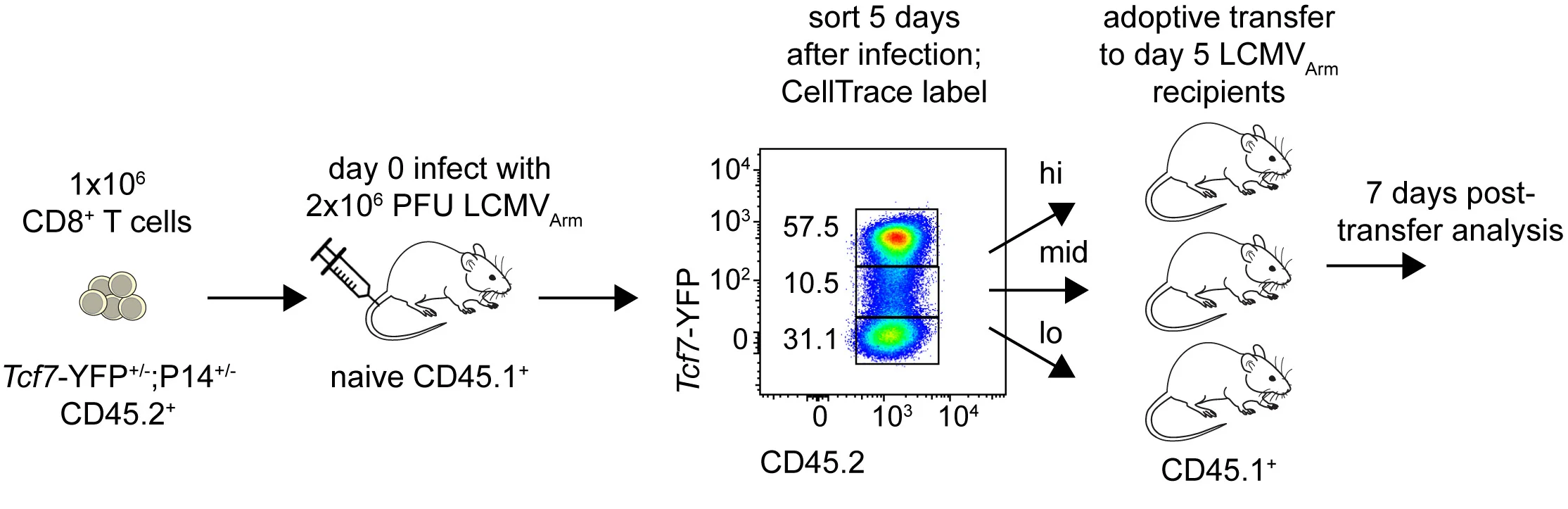 Open access visualization of Scatter Plot, Workflow, Tcf7-YFP P14 Cells, Naive Mice, LCMV Armstrong