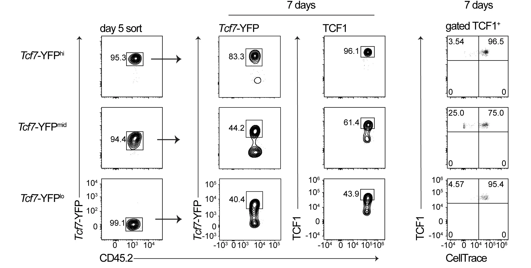 Open access visualization of Scatter Plot, Tcf7-YFP, TCF1 Expression, Transferred Cells, Spleens