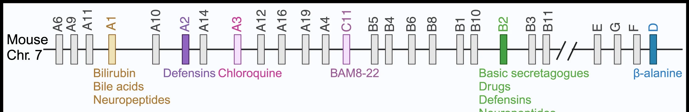 Open access visualization of Workflow, Illustration, Mouse, Mrgpr Family, Chromosome