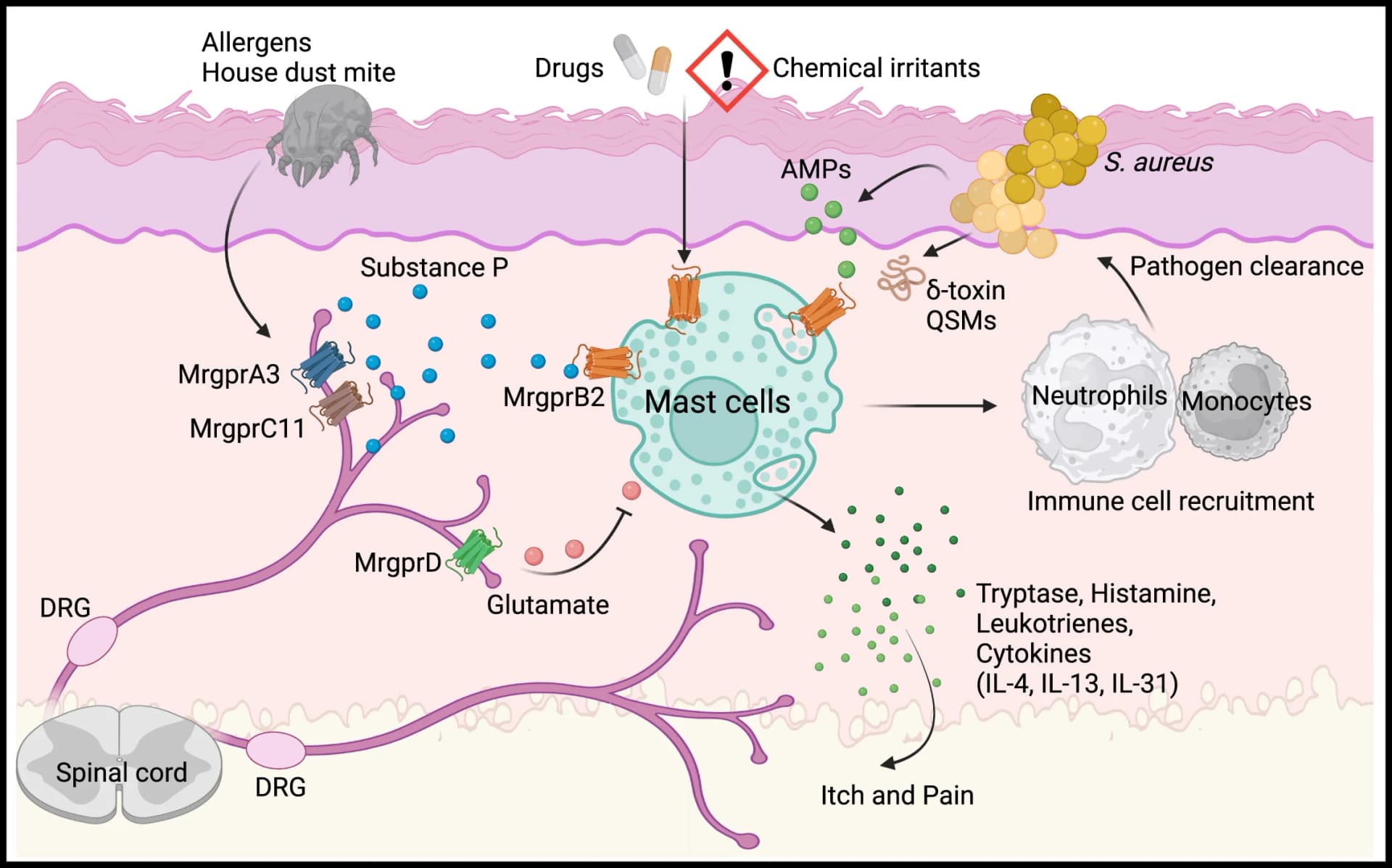Open access visualization of Illustration, Workflow, Mrgprb2, Mast Cells, Neuropeptide Substance P