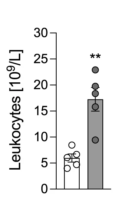 Open access visualization of Bar Plot, Error Bars, Scatter Plot, Blood Leukocytes, Wild-Type Mice