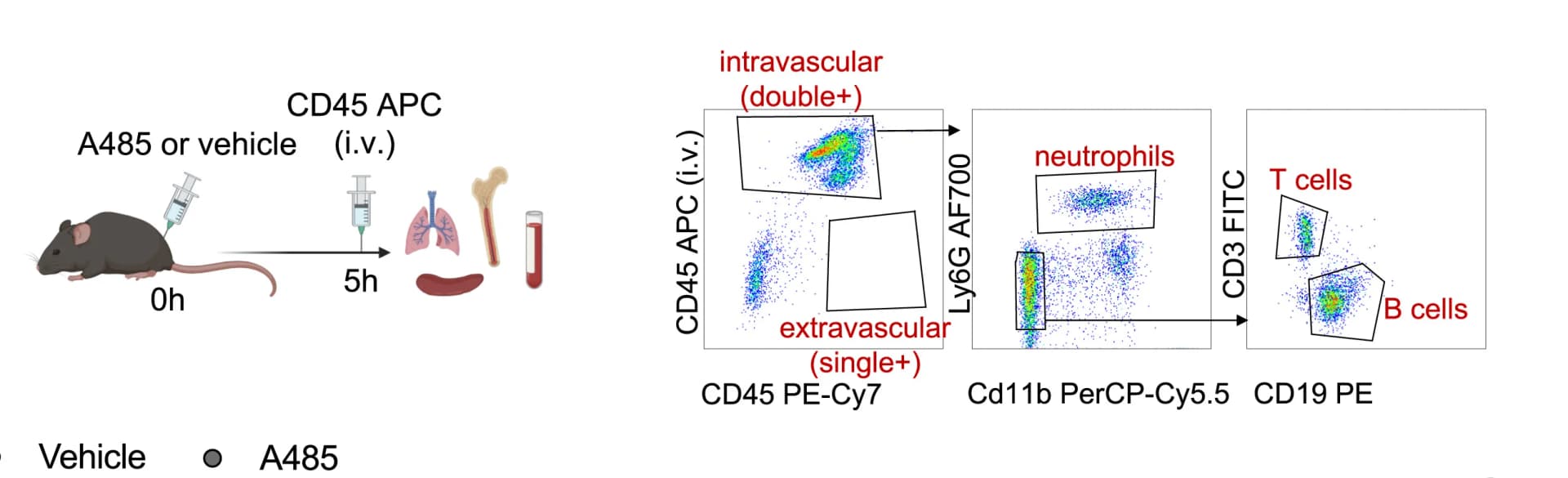 Open access visualization of Scatter Plot, Workflow, Illustration, Experimental Design, Leukocytes