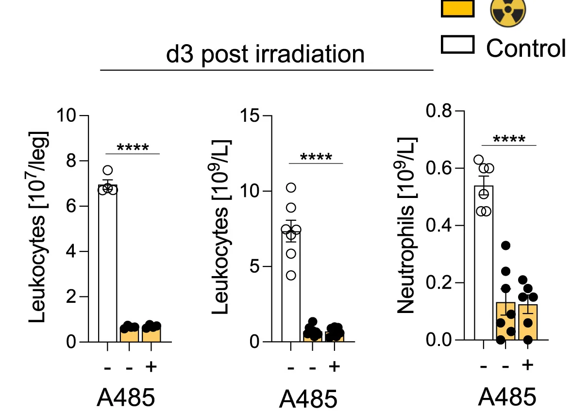 Open access visualization of Bar Plot, Error Bars, Scatter Plot, Leukocytes, Bone Marrow