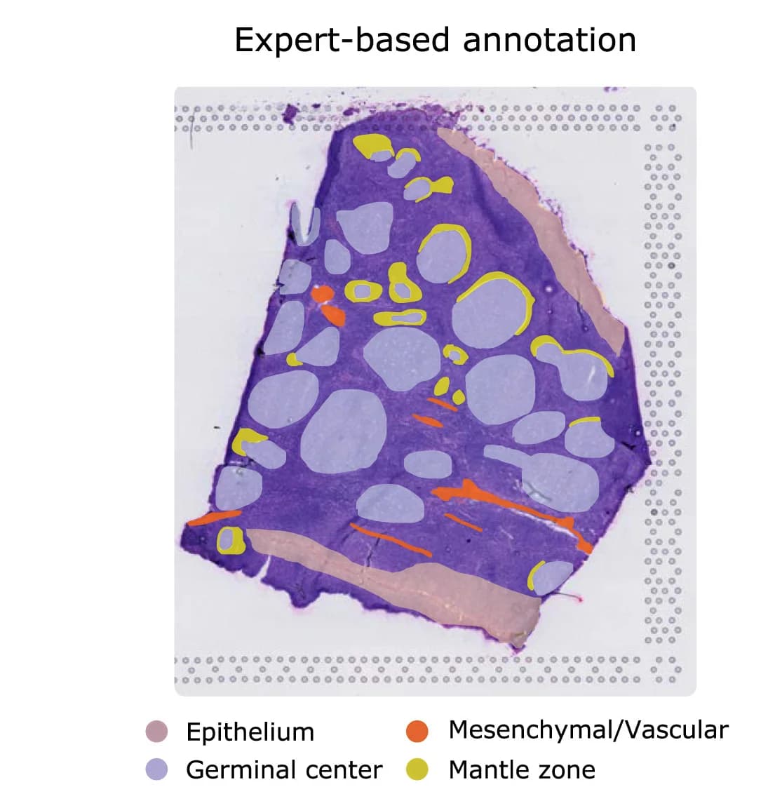 Open access visualization of Microscopy, Histology, Human Tonsil