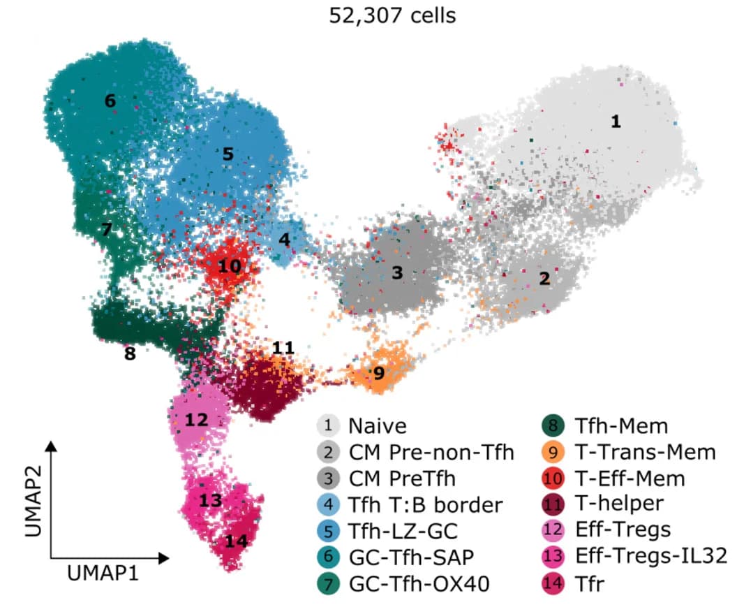 Open access visualization of UMAP, Scatter Plot, CD4 T Cells, scRNA-seq, Clusters