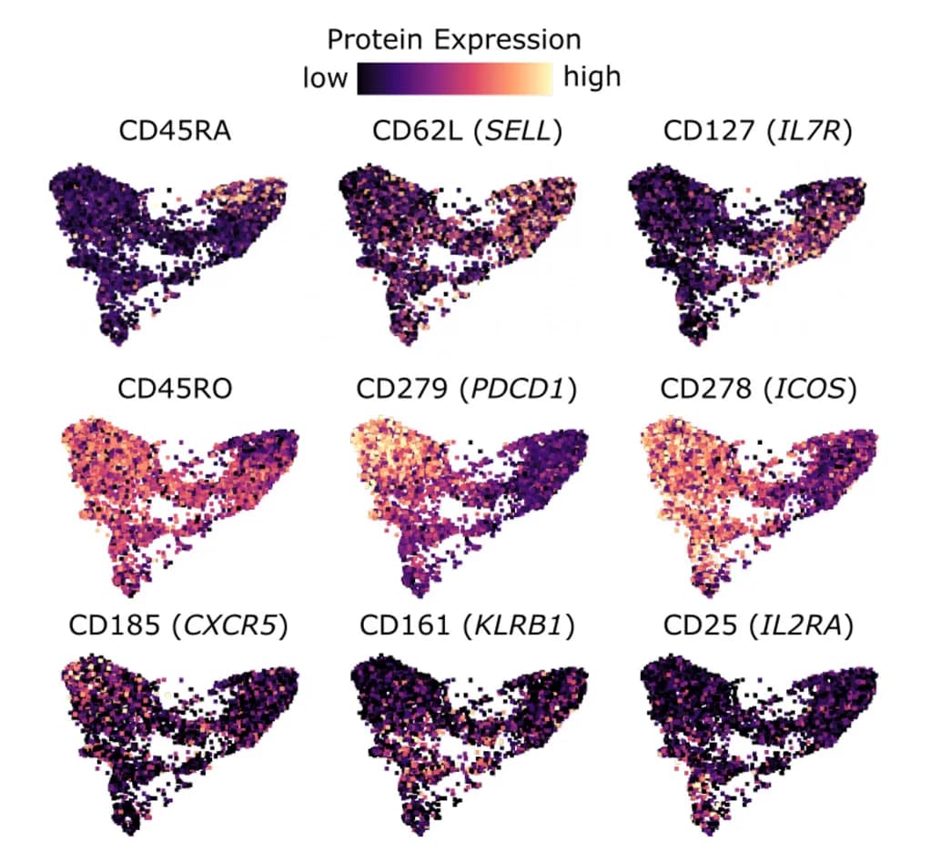 Open access visualization of Scatter Plot, UMAP, UMAPs, Protein Expression, Phenotype Markers
