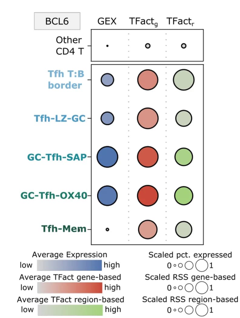 Open access visualization of Bubble Plot, Dotplot, BCL6 Gene Expression, TF Activity, Gene-Based