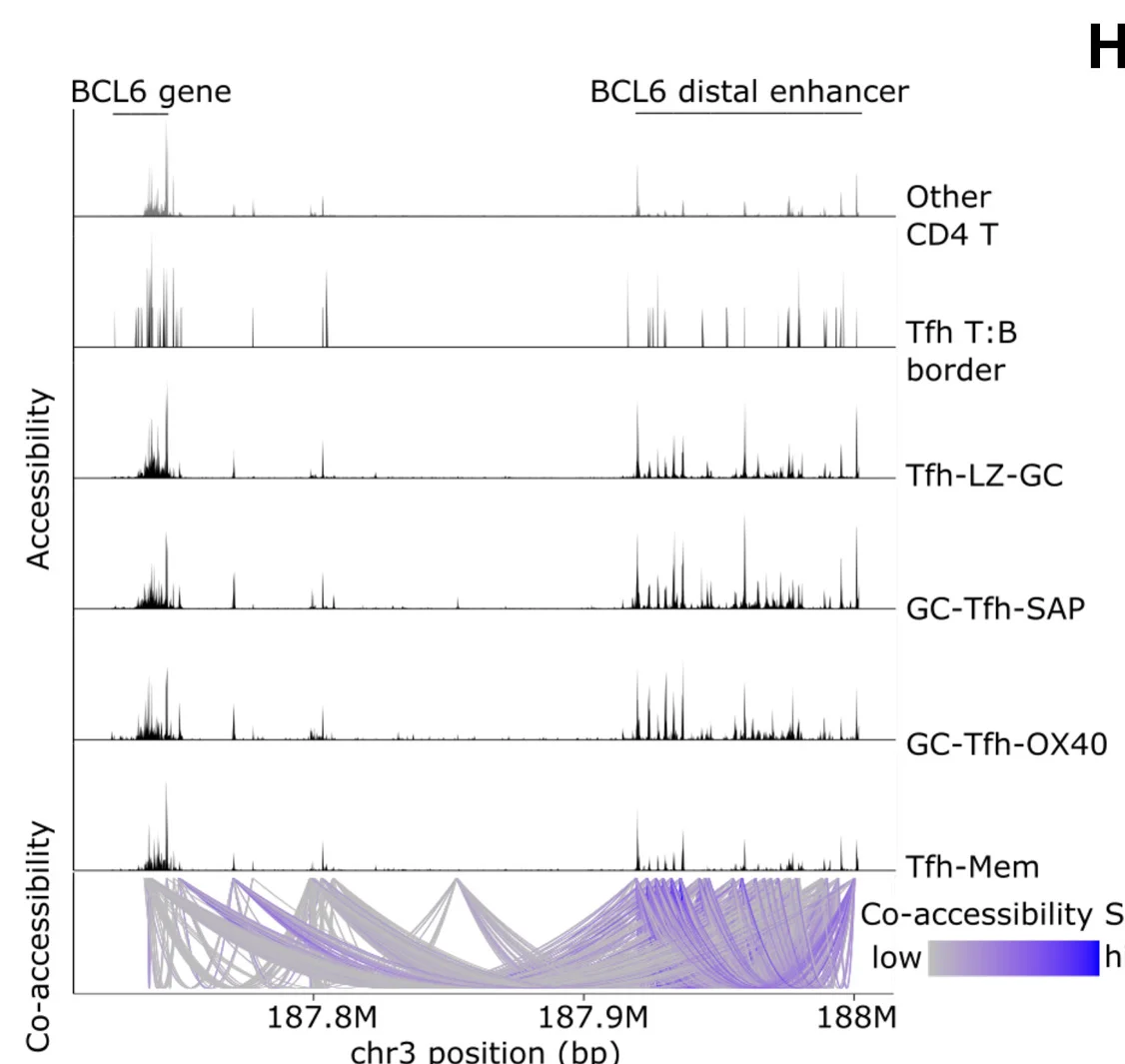 Open access visualization of Line Plot, Sankey, Accessibility, Co-accessible Links, BCL6 Locus