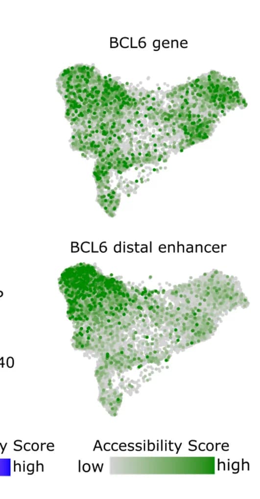 Open access visualization of Scatter Plot, UMAP, Accessibility Score, BCL6 Gene, Distal Enhancer