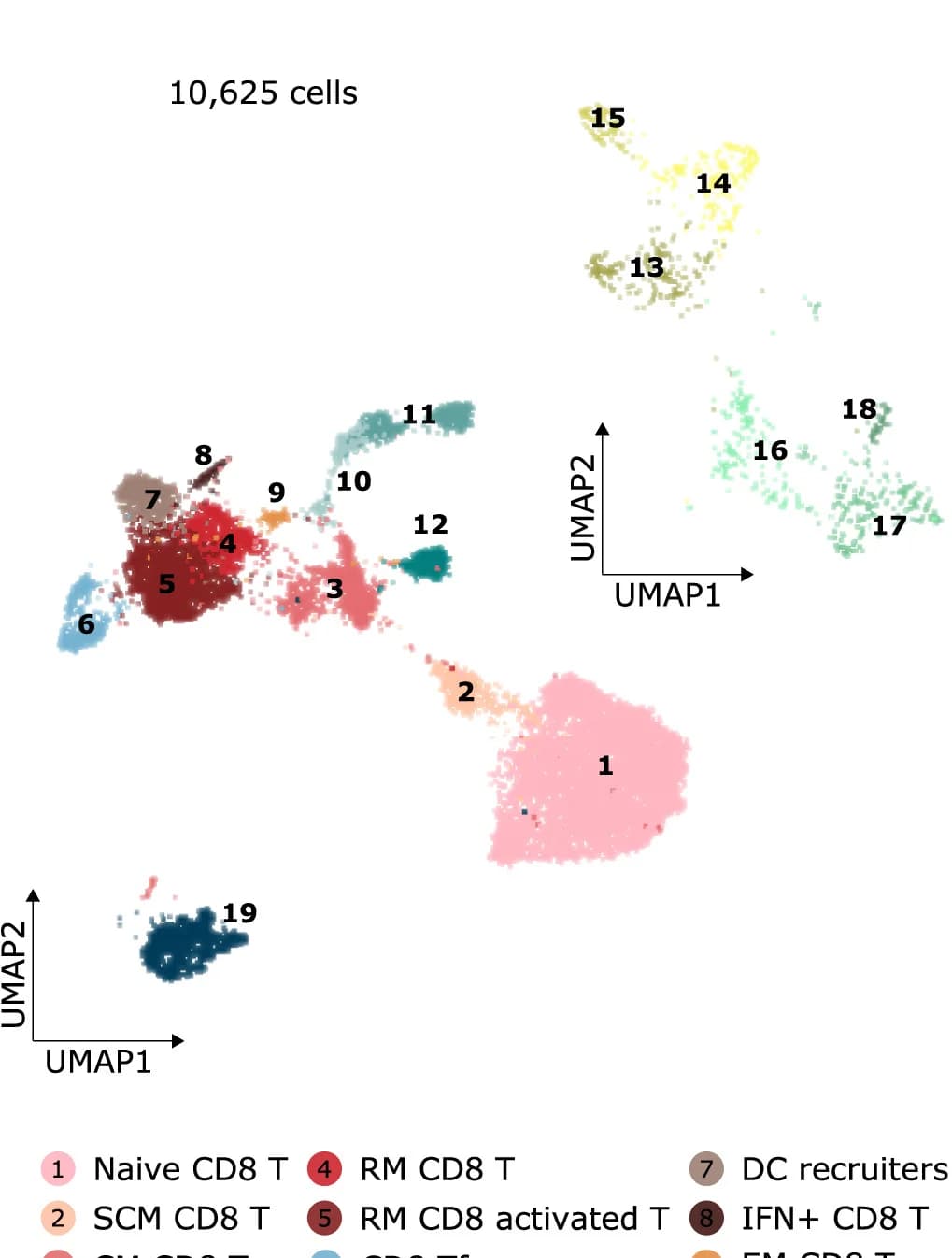 Open access visualization of UMAP, Scatter Plot, CD8 T Cells, ILC, scRNA-seq