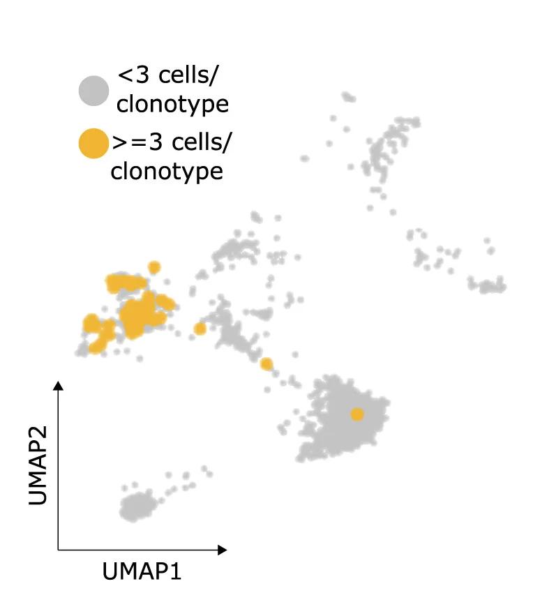 Open access visualization of Scatter Plot, Bubble Plot, UMAP, Clonal Expansion, Diversity Analysis