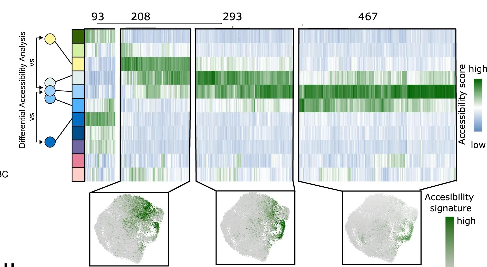 Open access visualization of Heatmap, Clustered, Scatter Plot, UMAP, Normalized Accessibility Score