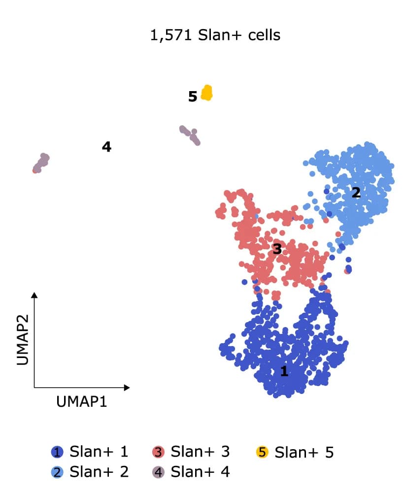 Open access visualization of Scatter Plot, UMAP, slan+ Cells, scRNA-seq, Cell Sorting