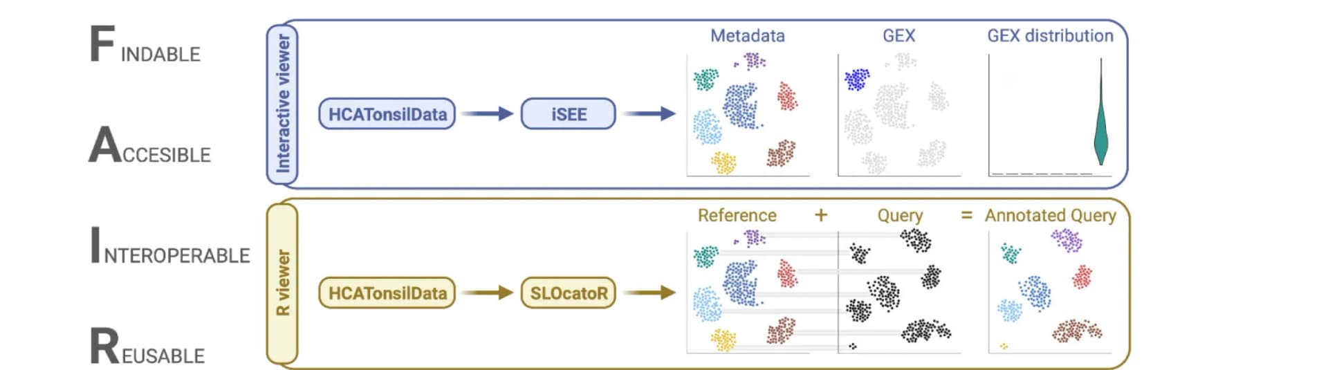 Open access visualization of Workflow, Flowchart, Scatter Plot, Violin Plot, Tonsil Atlas Dataset