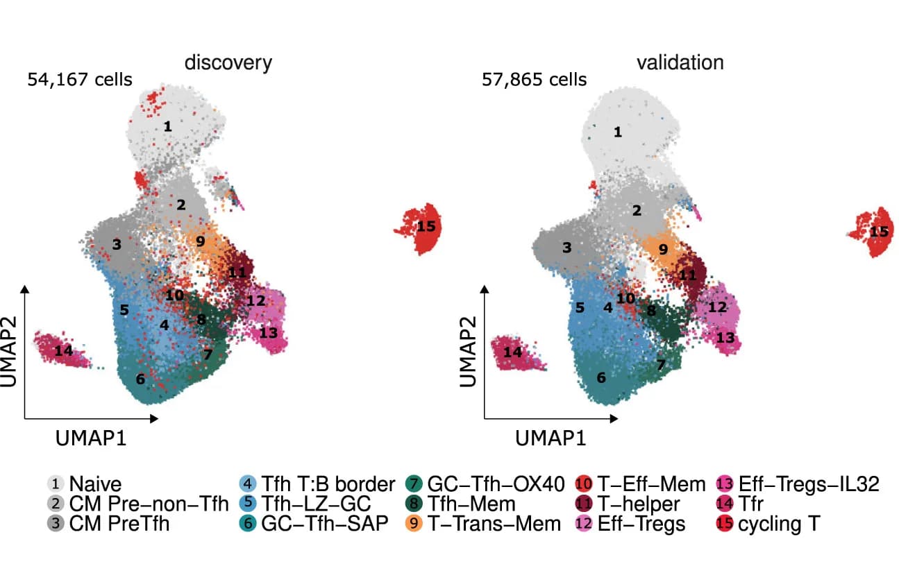 Open access visualization of Scatter Plot, UMAP, CD4 T Cells, Reference, Validation Cohort