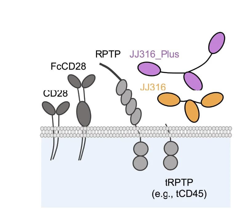 Open access visualization of Illustration, CD28, RPTPs CD45, RPTPs CD148, JJ316 Antibody