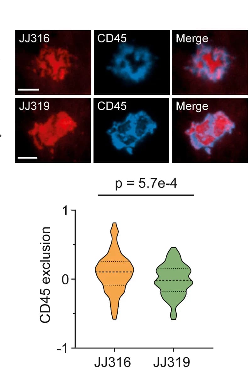 Open access visualization of Violin Plot, Microscopy, Photo, CD45 Exclusion, Antibody Accumulation