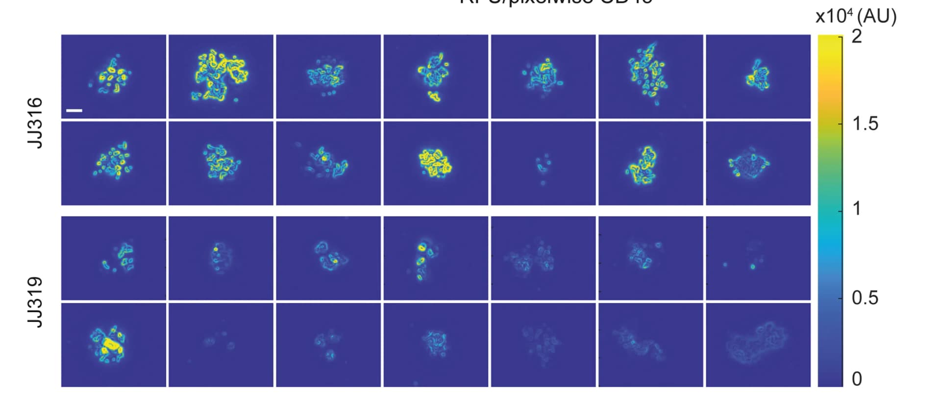 Open access visualization of Microscopy, CD45 Exclusion, Antibody Accumulation, JJ316 Antibody, JJ316 Plus50 Antibody