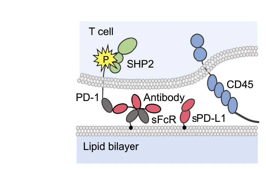 Open access visualization of Illustration, Workflow, Anti-PD-1 Antibodies, CD45, SHP2