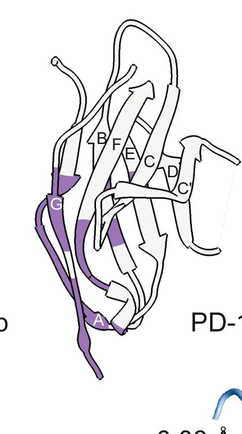 Open access visualization of Protein Structure, PD-1, Clone 19 Epitope, Ribbon Representation