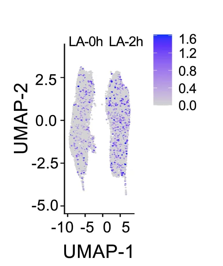 Open access visualization of UMAP, Peak Counts, Tmem173 Region, Unstimulated Cells, Stimulated Cells