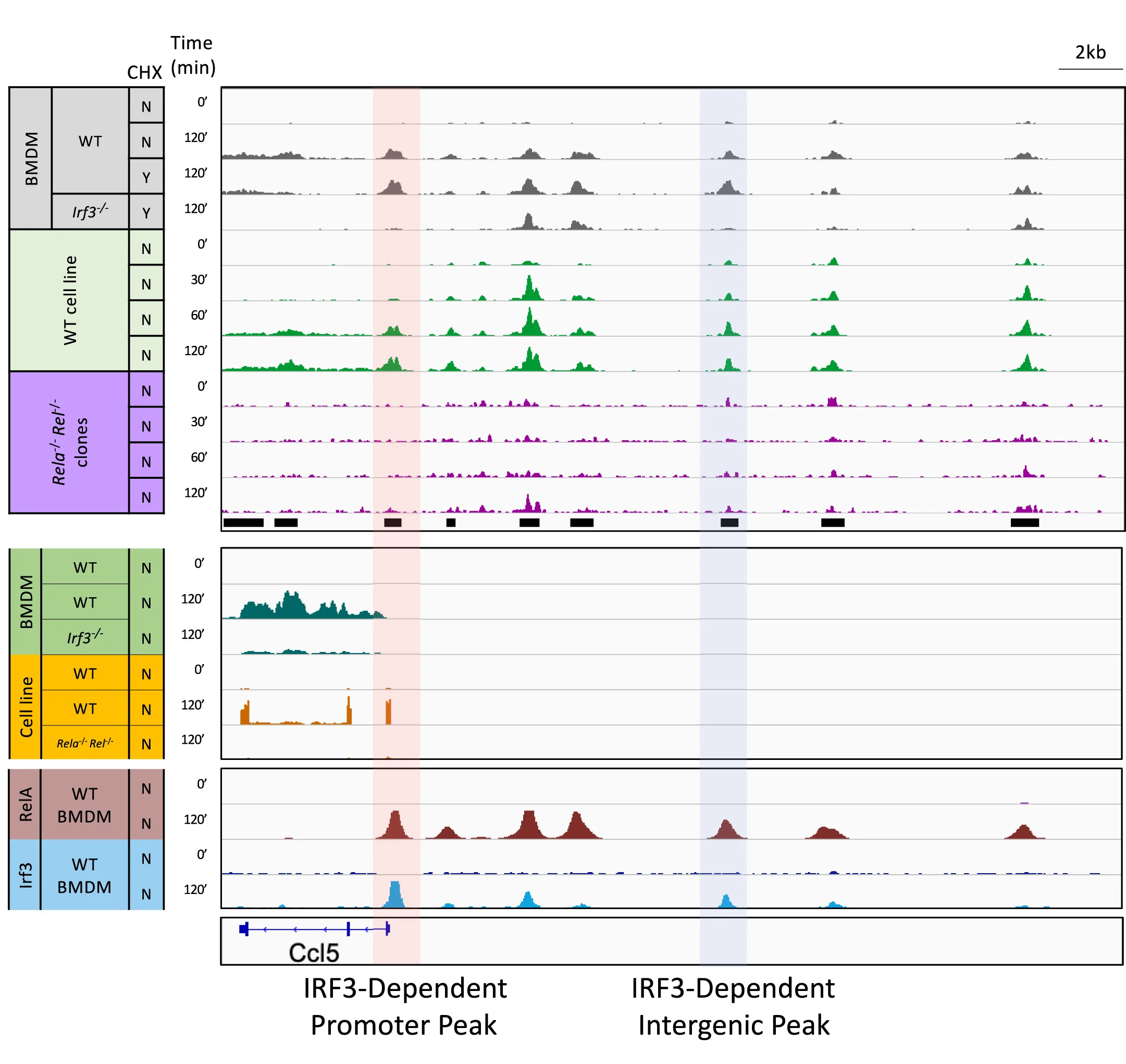 Open access visualization of Line Plot, Density Plot, Ccl5 Promoter, ATAC-seq, BMDMs