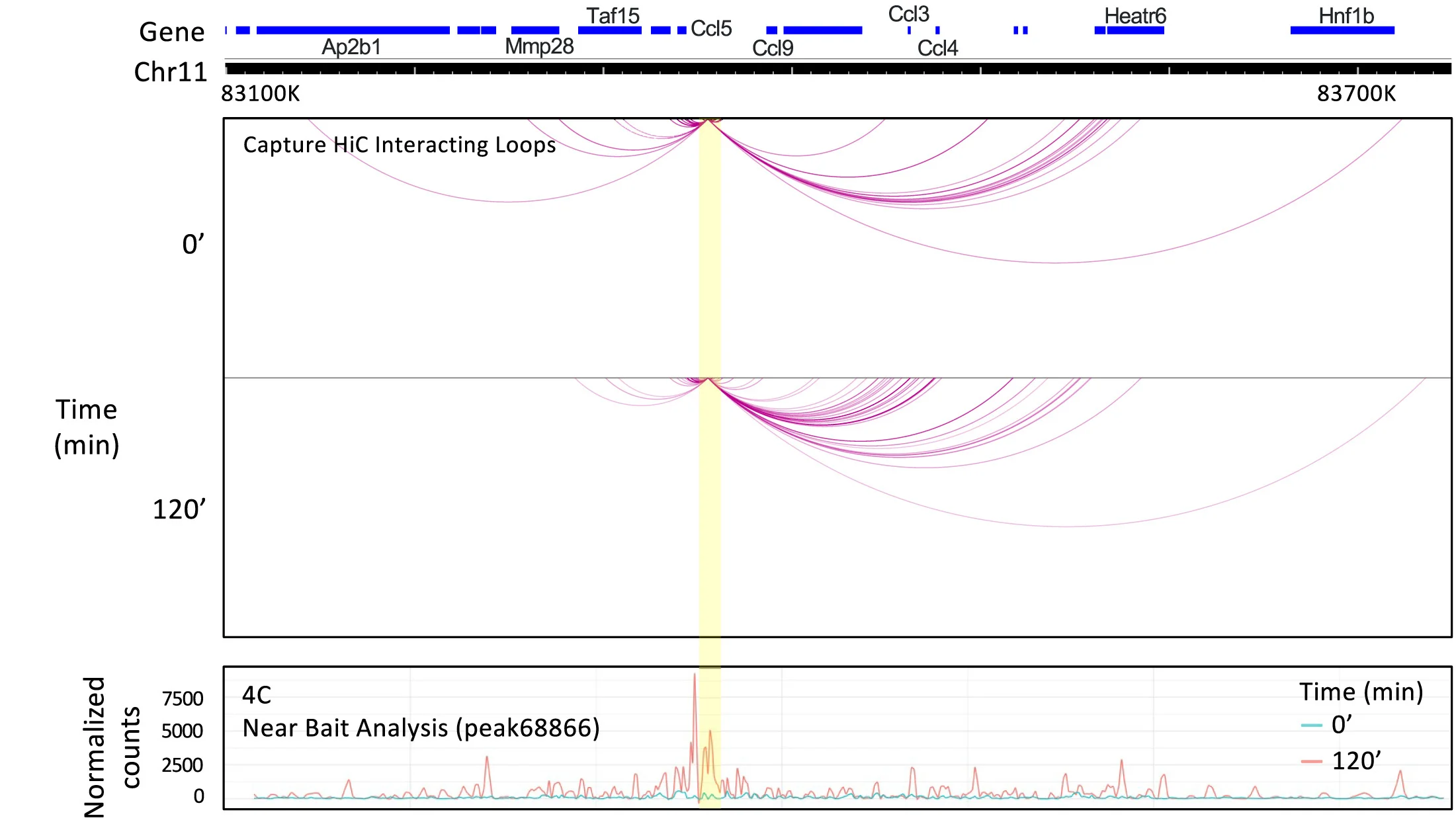 Open access visualization of Line Plot, Network, 4C, Capture Hi-C, Ccl5