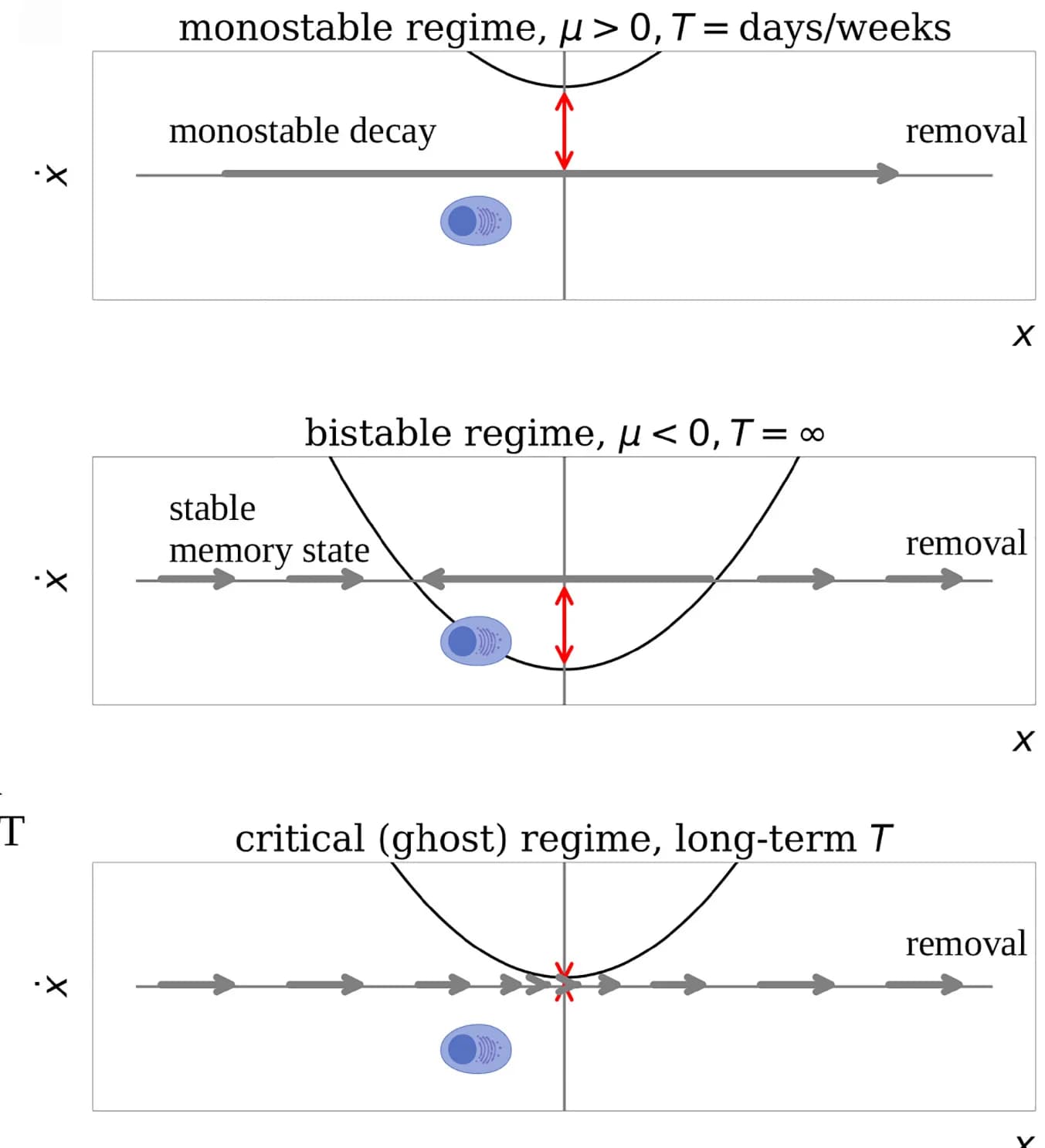 Open access visualization of Illustration, Plasma Cells, Survival Factors, Cell Death, Lifespan