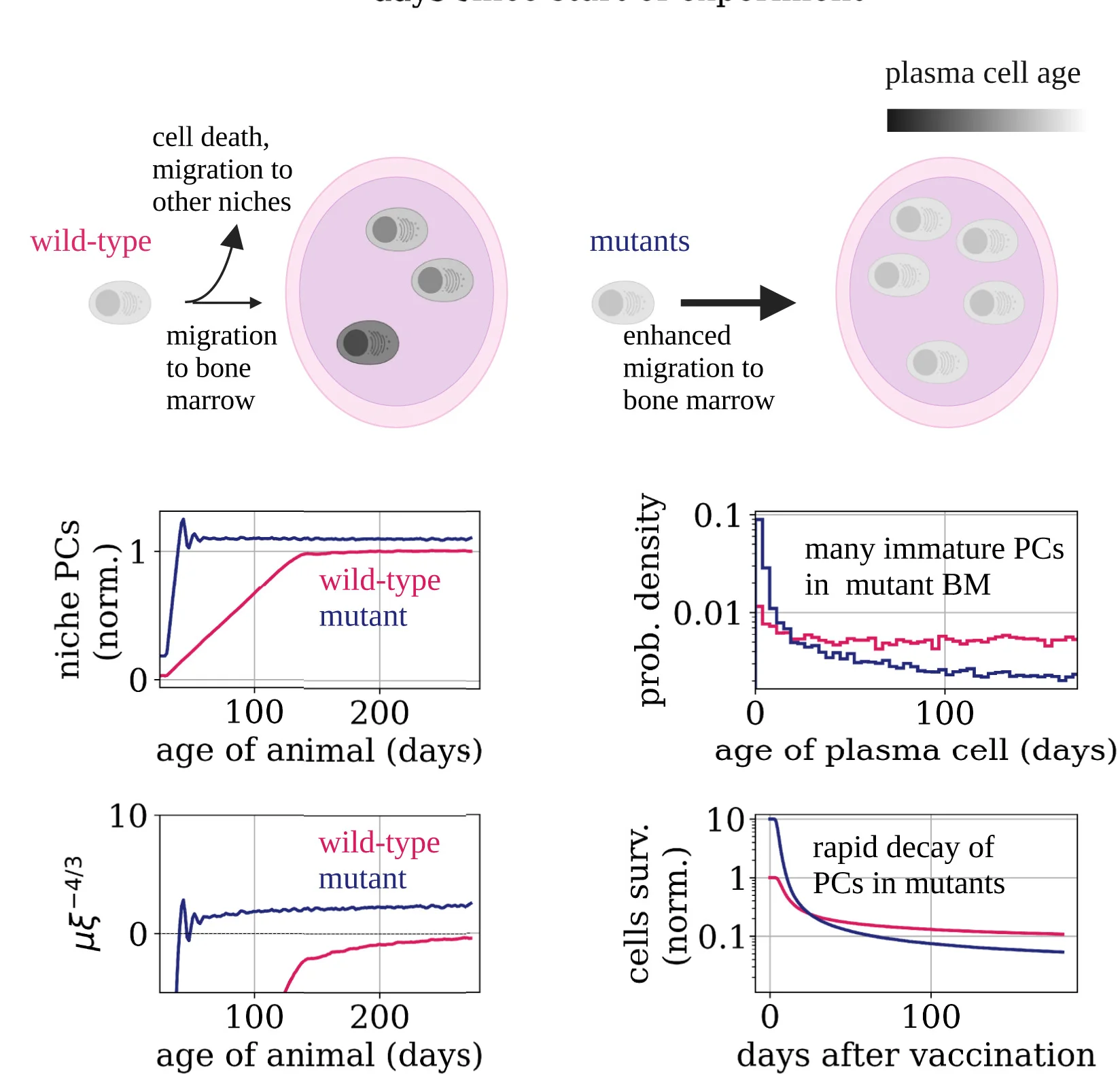 Open access visualization of Line Plot, Line Step, Illustration, WHIM Syndrome, CXCR4 Mutation