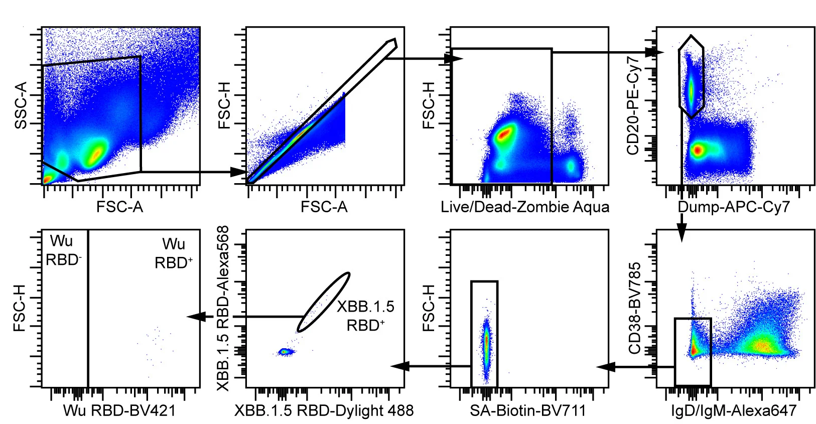 Open access visualization of Scatter Plot, Gating Strategy, Cross-Reactivity, Wuhan-Hu-1 RBD, XBB.1.5 RBD