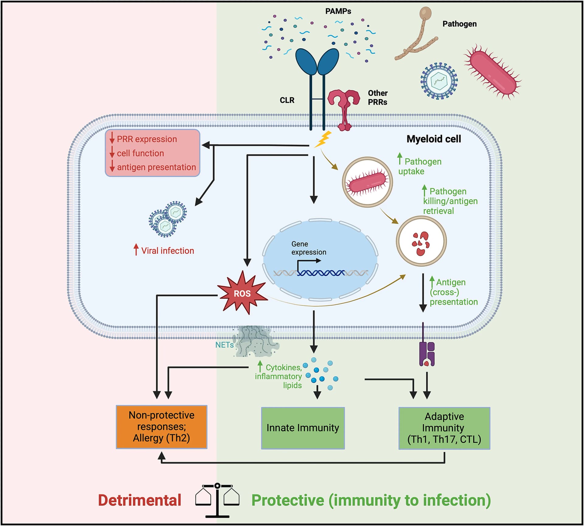 Open access visualization of Workflow, Flowchart, CLR, Pathogen, Immunity
