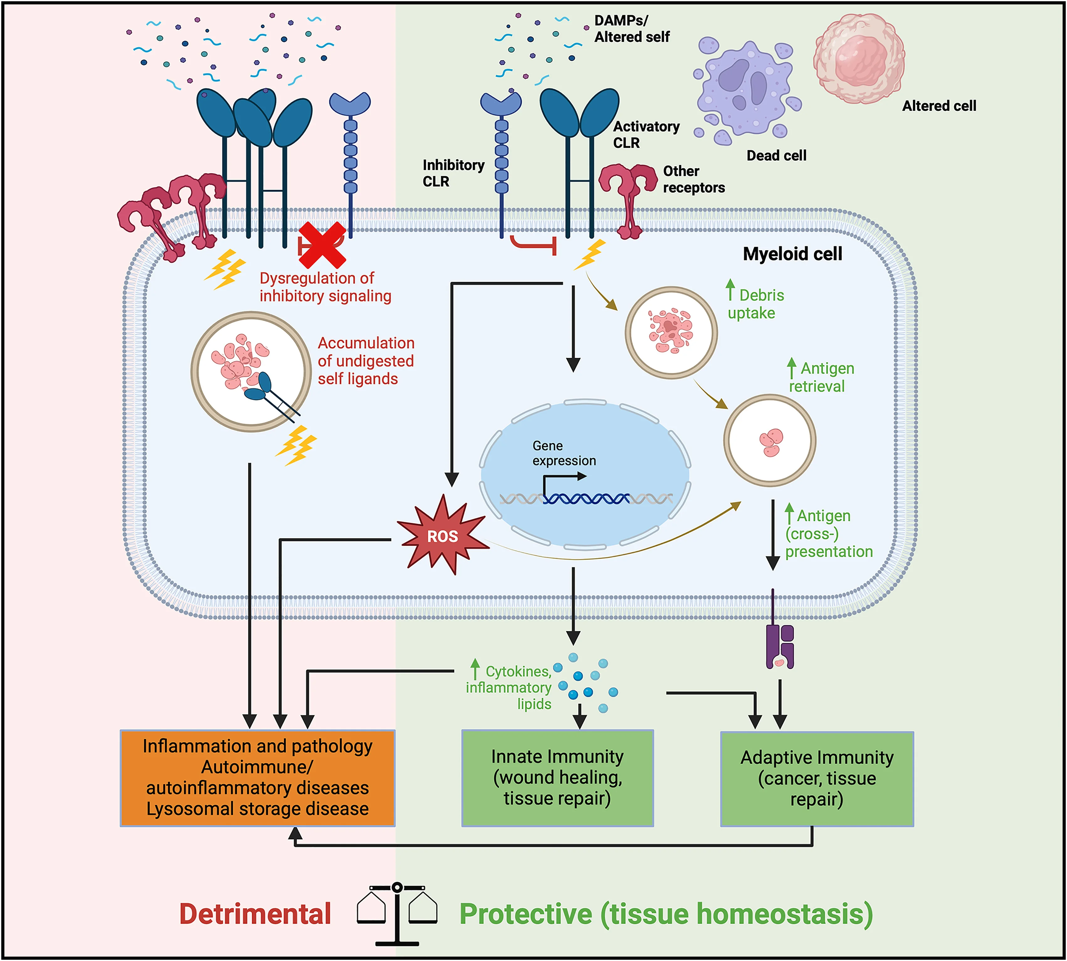Open access visualization of Workflow, Illustration, CLR, Homeostasis, Immune Responses