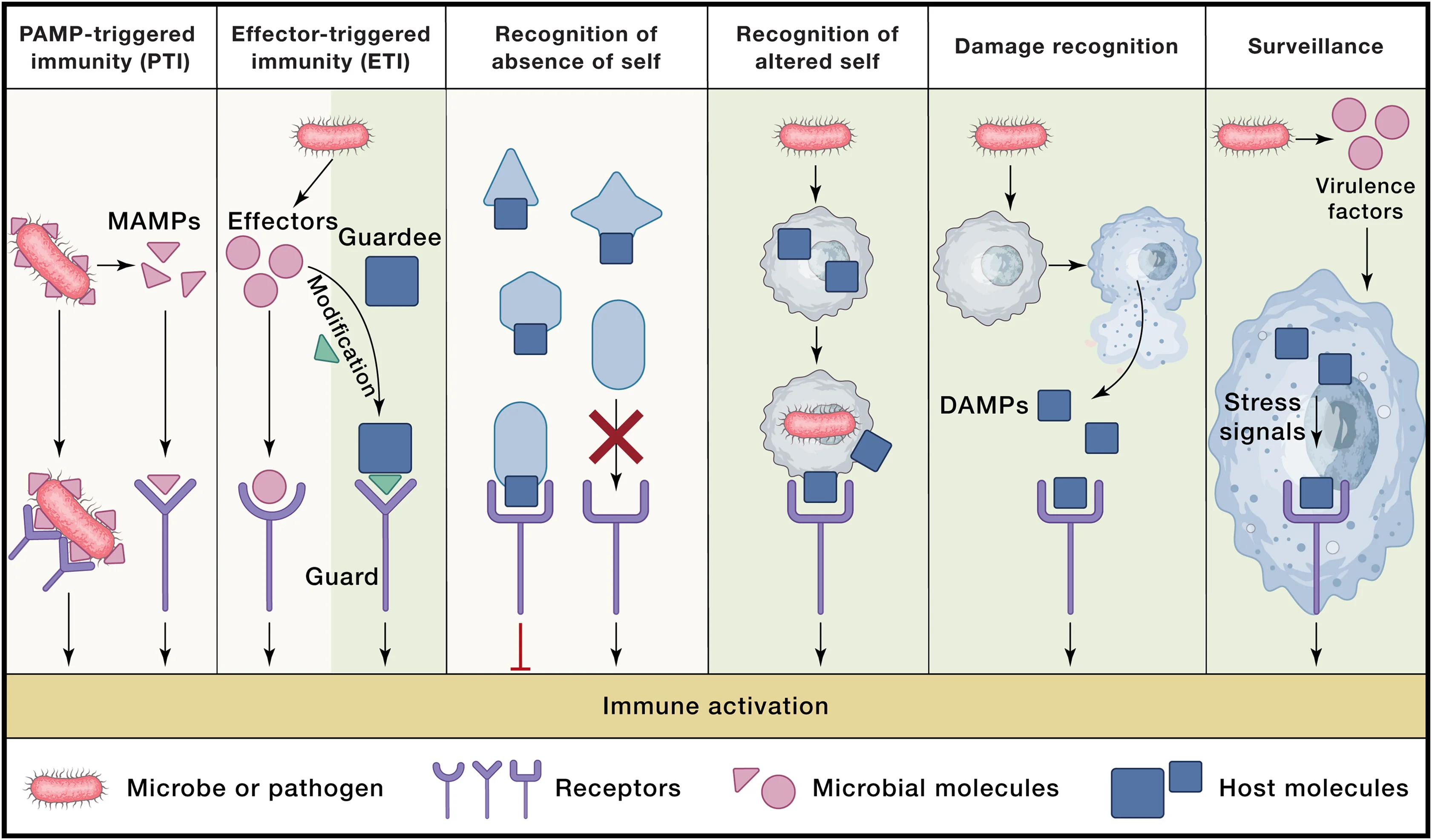 Open access visualization of Workflow, Flowchart, Illustration, PAMPs, Immunity